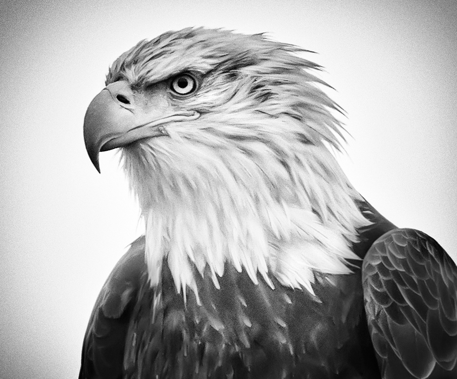Bald Eagle photography print